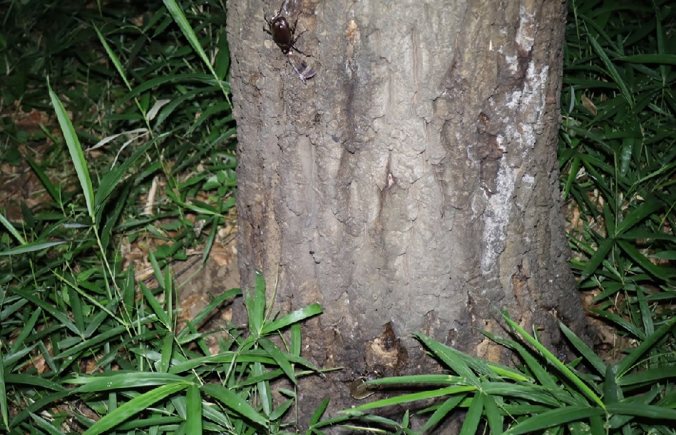 カブトムシ1♂1♀_No．9のクヌギ_クワガタ達のオアシス _2023年6月20日20時40分気温21.1度